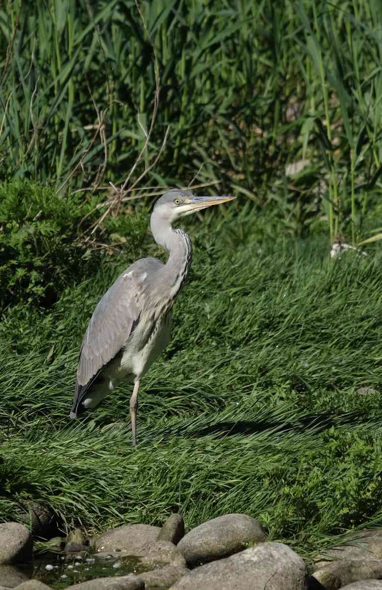 heron