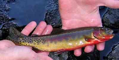 Small_Golden_Trout