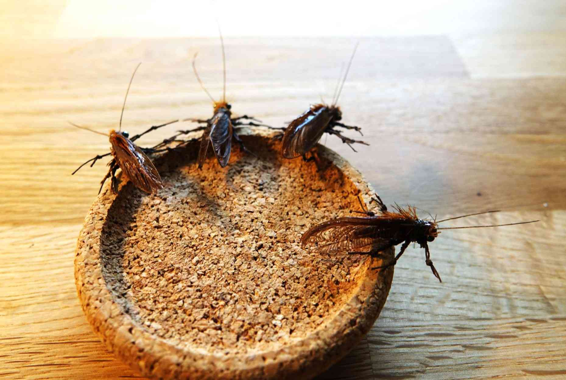 Mouches réalistes