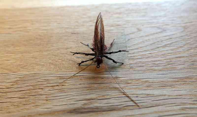 Mouche 1 (Copy)