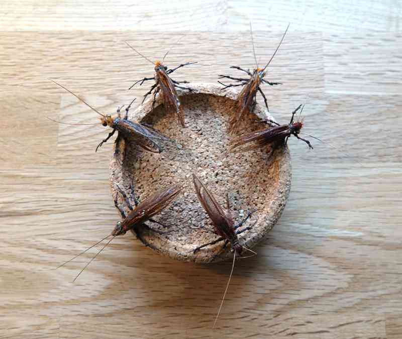 Mouche 2 (Copy)
