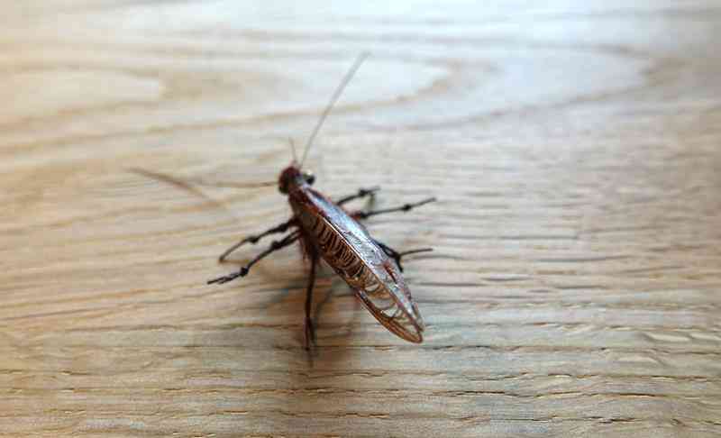Mouche 3 (Copy)