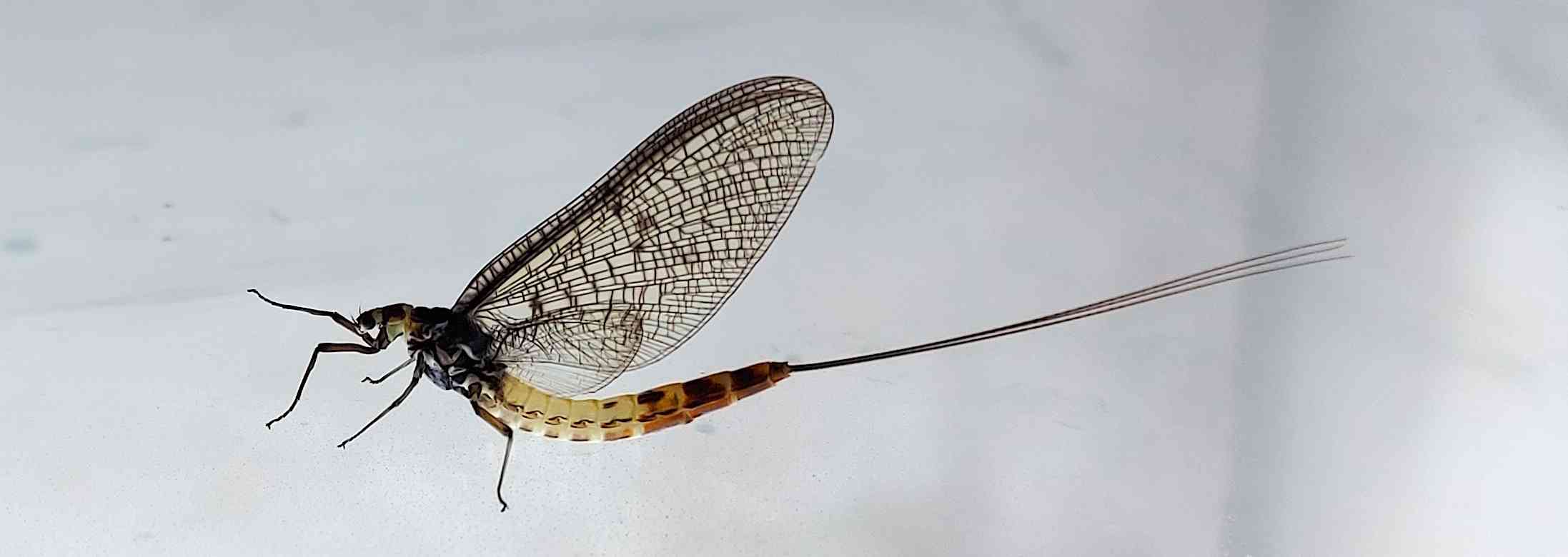 Mayfly Pierrot