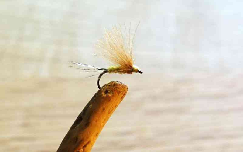 Tontonfly (Copy)