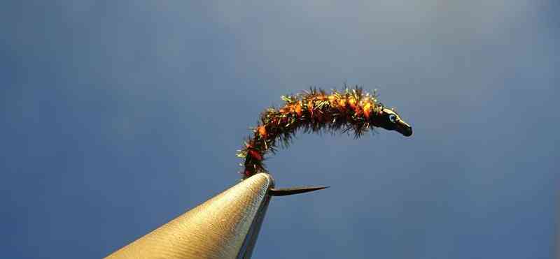 Nymphe mise en avant (Copy)