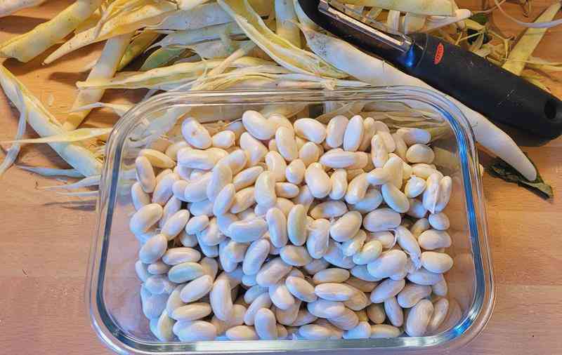 Haricots blancs 1 (Copy)