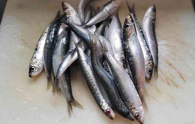 Sardines 1 (Copy)