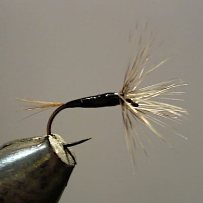 A4 noire montage avancé de Jü (échange de mouches 01-03/23)