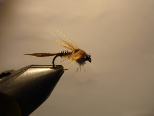 ANR à la mode de Coujou (échange de mouches 07-09/21)