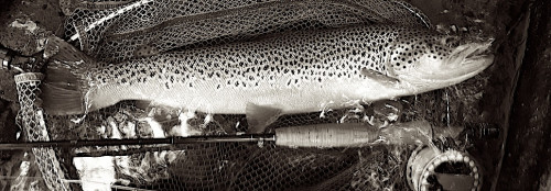 Fario du Gave d'Oloron