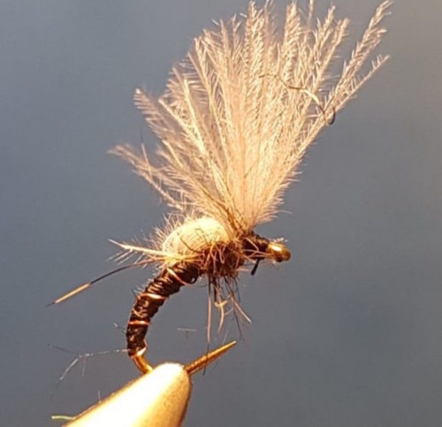 Chiro émergent (montage CDC)