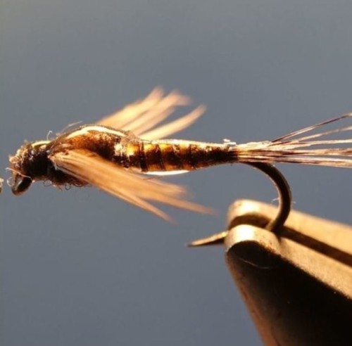 ANR et variations de Blajoux (échange de mouchges 07-09/21)