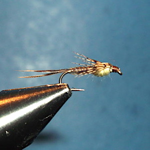 ANR modèle de Lapoisse (échange de mouches 07/-09/21)