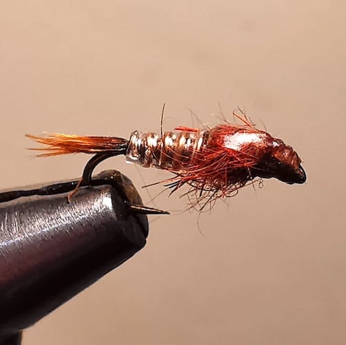 ANR Rétractor de Pierrot (échange de mouches 07-09/21)