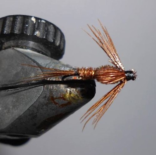 ANR faisan de Héron33 (échange de mouches 07-09/21)