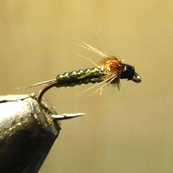 ANR du Nîmois Jü (échange de mouches 07-09/21)