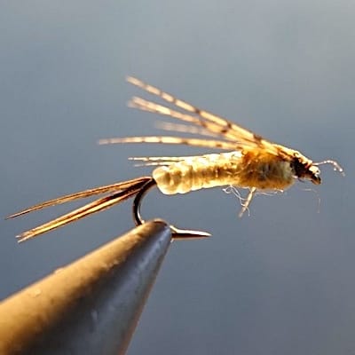 ANR modèle de Lapoisse (échange de mouches 07/-09/21)