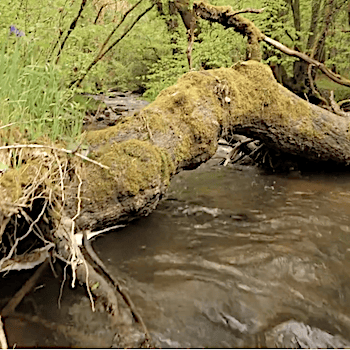 L'arbre,<br>source de vie<br>pour la rivière<br><br>Philippe LAFORGE<br><br>2023 durée 18:32