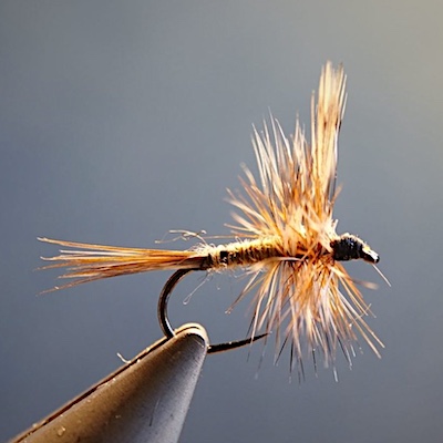 Adams mâle & femelle 