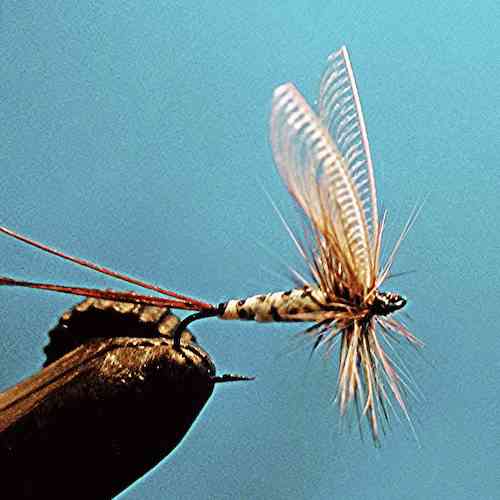 Forum (08/20) Seagull29