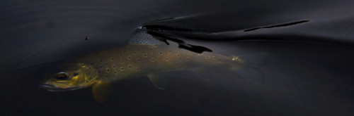 Truite de la Dordogne