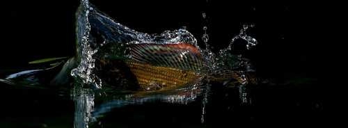 Ombre de la Dordogne