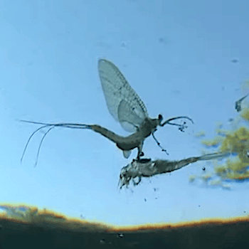 Le bal des mouches<br><br>A. MORIZOT-THIBAULT<br><br>2021 durée 55:38