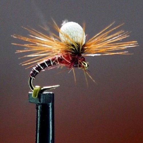 Baetis cadis polystyrène