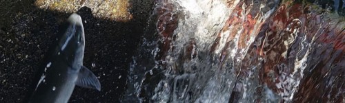 Saumon sauvage Sockeye - Écluse de Seattle