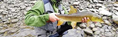 Barbeau pris sur le Salat (09)