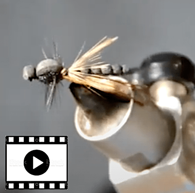 Bibio marci de Blajoux (échange de mouches 10-11/21)