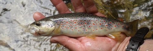 Truite de la Haute Dourbie