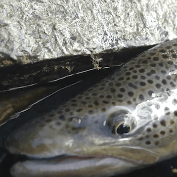 Breathe<br>Gave d'Oloron<br><br>BEARNISHFLY'S<br><br>2020 durée 6:51