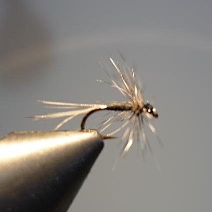 Araignée (échange mouches 11/2020 - 01/2021)