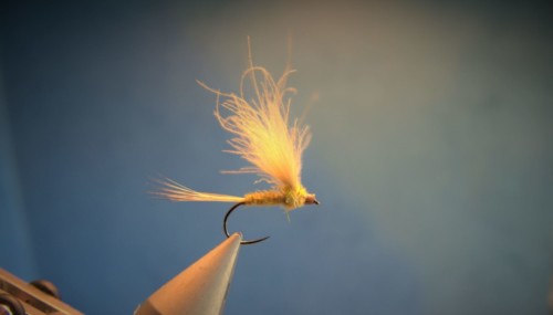 MDM CDC comparadum (échange de mouches 05-07/21)