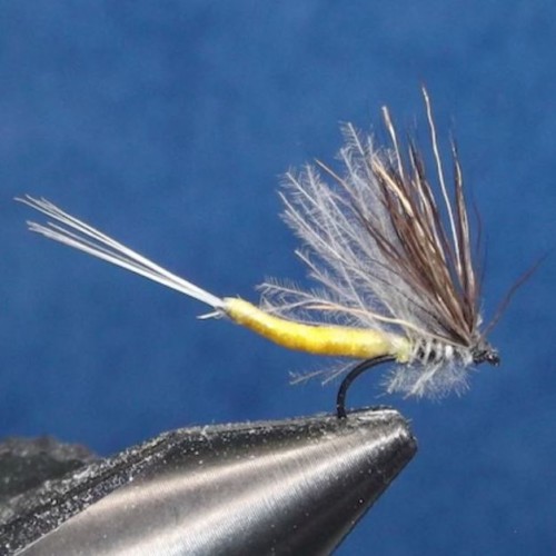 Émergente CDC corps détaché 