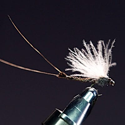 Corps détaché façon RONCALLO