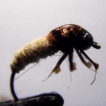 Nymphe Czech Chamois 