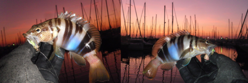 Serrans écriture , Alpes-Maritimes