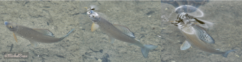 Ombre sur la rivière d'Ain à Champagnole