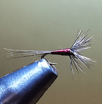 GNAT montage avancé de Pierrot (échange de mouches 01-03/23)