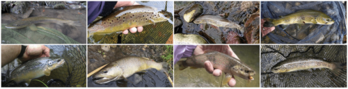 Extrait de l'inventaire des truites - collectif