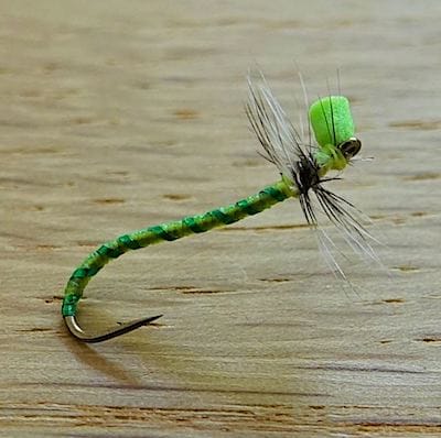 Caterpillar  de Casa (échange de mouches 09-11/22)