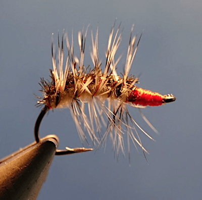 Caterpillar by Casa (échange de mouches 10-11/21)