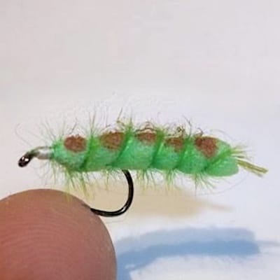 Chenille verte (échange de mouches 09-11/22)