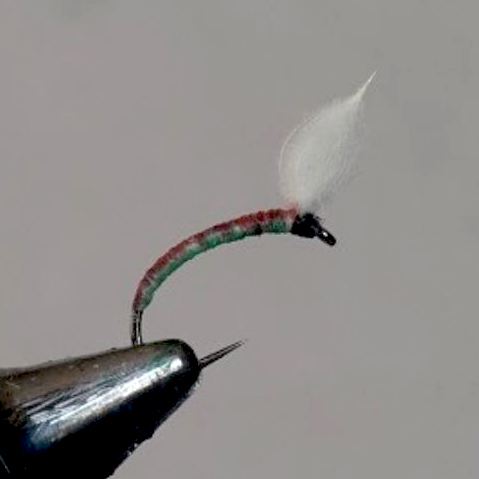 Chironome puff (échange de mouches 11/2020 - 01/2021)