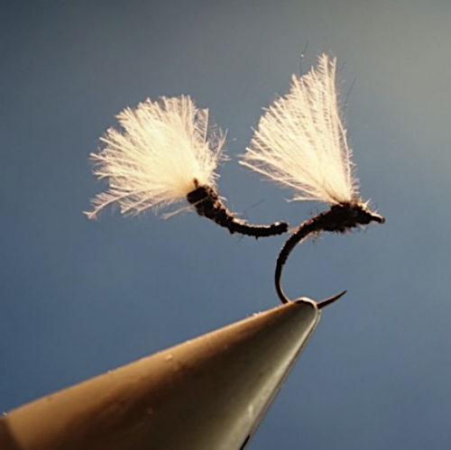 Chironome tandem de Casa (échange de mouches 03-05/2021)