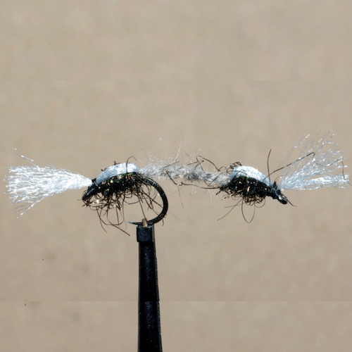 Chiro tandem de Mig (échange de mouches 03-05/2021)