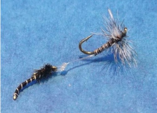 Chiro tandem de Lapoisse (échange de mouches 03-05/21)