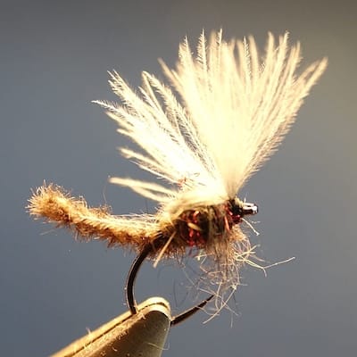 Chironome en corps détaché